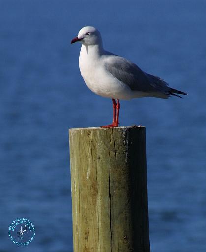 Silver Gull 9K56D-14.JPG